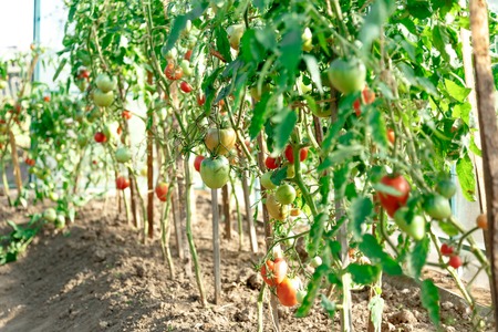 Fresh tomato bushes in greenhouse in closeupの写真素材