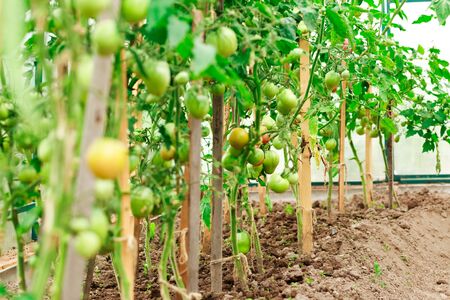 Fresh tomato bushes in greenhouse in closeupの写真素材