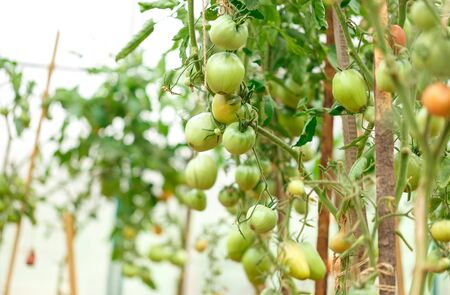 Fresh tomato bushes in greenhouse in closeupの写真素材