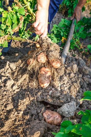 Young potato in soil with hands outsideの写真素材