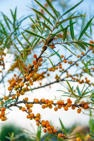 Sea buckthorn tree with ripe berries outsideの写真素材