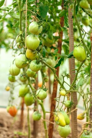 Fresh tomato bushes in greenhouse in closeupの写真素材