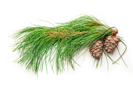 Two pine cones with fir branch on white backgroundの写真素材