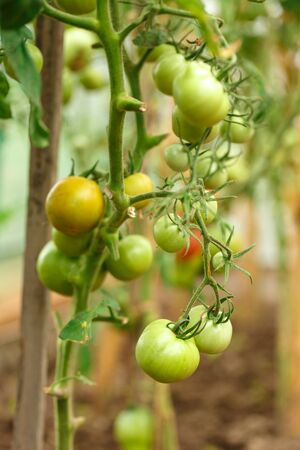 Fresh tomato bushes in greenhouse in closeupの写真素材