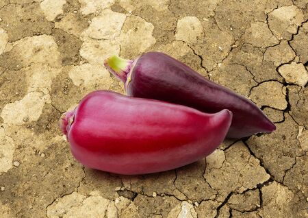 Red paprika pepper on cracked background closeupの写真素材