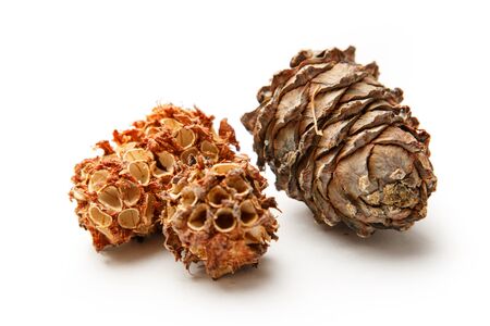 Pine cones from forest on white backgroundの写真素材