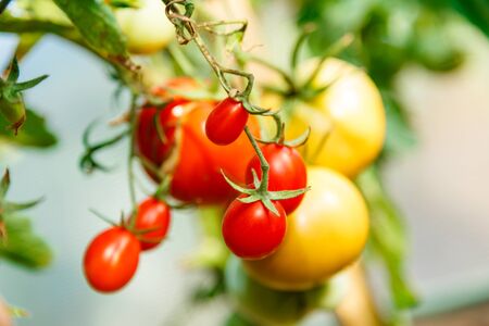 Fresh tomato bushes in greenhouse in closeupの写真素材