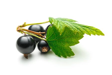 Fresh black currant with leaves on white backgroundの写真素材