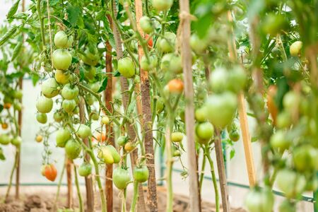 Fresh tomato bushes in greenhouse in closeupの写真素材