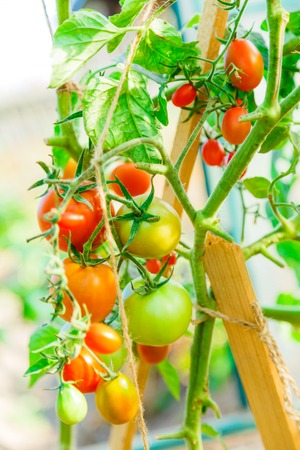 Fresh tomato bushes in greenhouse in closeupの写真素材