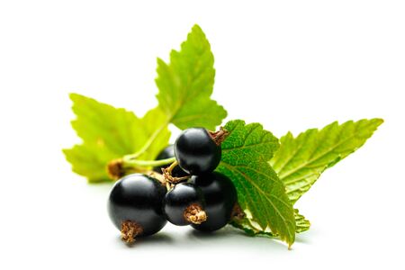 Fresh black currant with leaves on white backgroundの写真素材