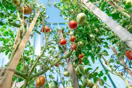 Fresh tomato bushes in greenhouse in closeupの写真素材