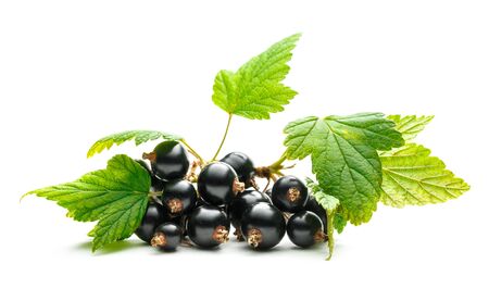 Fresh black currant with leaves on white backgroundの写真素材