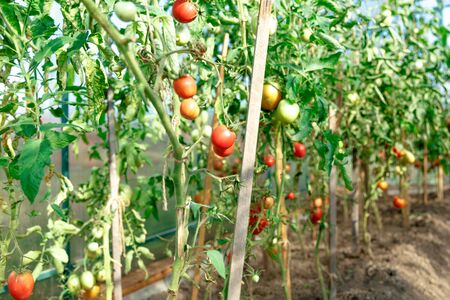 Fresh tomato bushes in greenhouse in closeupの写真素材
