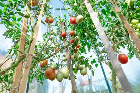 Fresh tomato bushes in greenhouse in closeupの写真素材