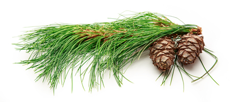 Two pine cones with fir branch on white backgroundの写真素材
