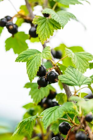 Branch of fresh black currant in gardenの写真素材