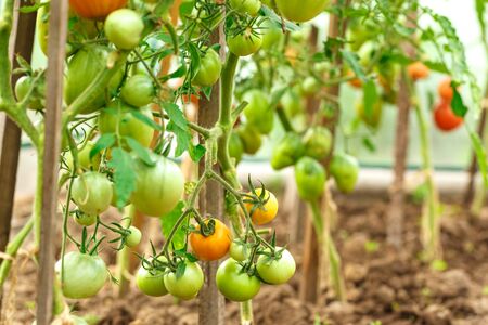 Fresh tomato bushes in greenhouse in closeupの写真素材
