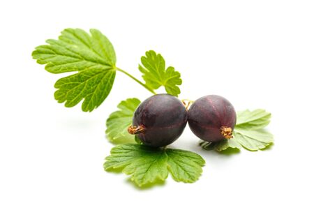 Fresh gooseberry with leaves on white backgroundの写真素材