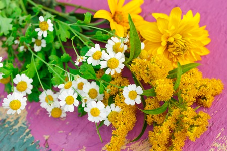 Garden flowers on colorful background in closeupの写真素材