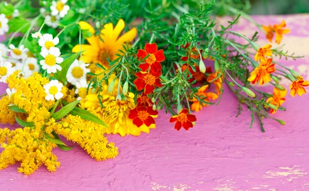 Garden flowers on colorful background in closeupの写真素材
