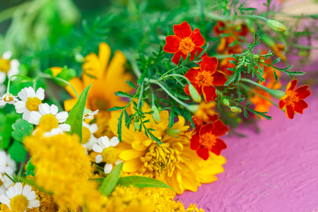 Garden flowers on colorful background in closeupの写真素材