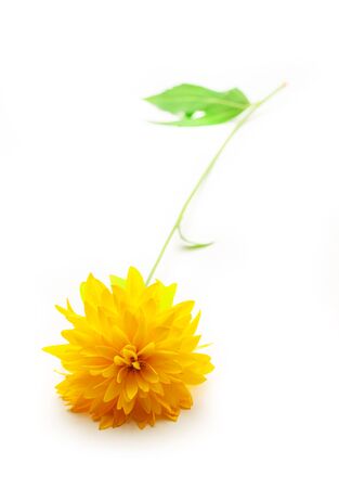 Yellow garden flower on white background closeupの写真素材