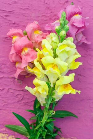 Bouquet of gladiolus on colorful background closeupの写真素材