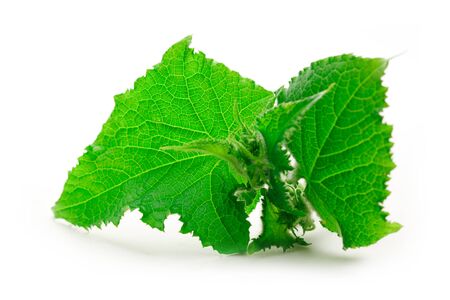 Fresh green cucumber leaves on white backgroundの写真素材