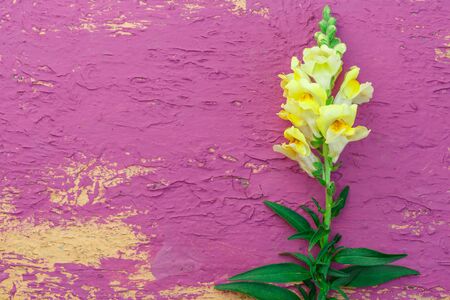 Garden gladiolus on colorful background in closeupの写真素材
