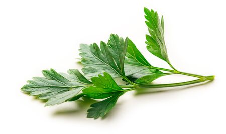 Fresh parsley on white background in closeupの写真素材