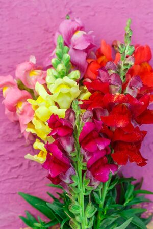Bouquet of gladiolus on colorful background closeup