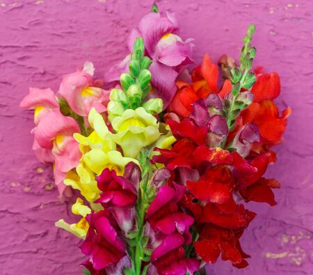Bouquet of gladiolus on colorful background closeupの写真素材