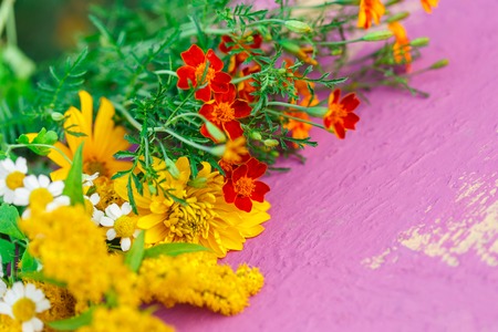 Garden flowers on colorful background in closeupの写真素材