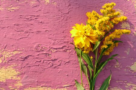 Yellow garden flowers on colorful background closeupの写真素材