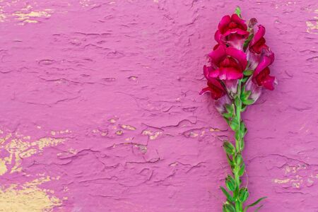 Garden gladiolus on colorful background in closeupの写真素材