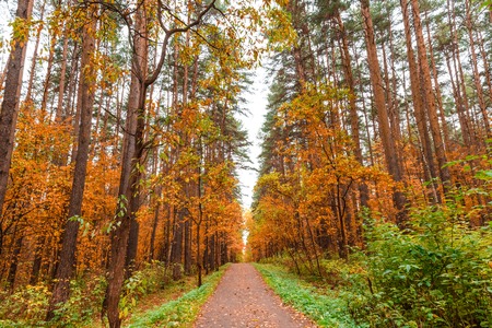 Golden autumn in pine and birch forestの写真素材