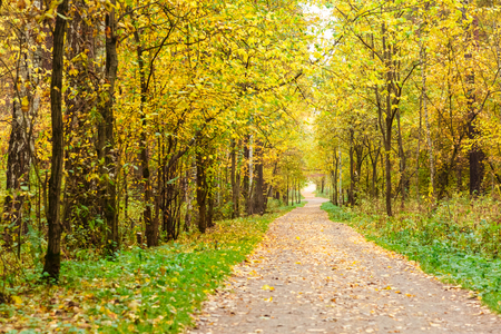 Golden autumn in pine and birch forestの写真素材