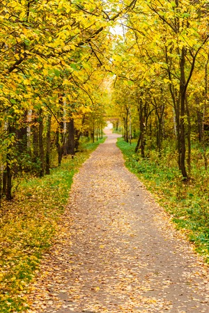 Golden autumn in pine and birch forestの写真素材