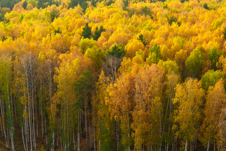 Golden autumn in pine and birch forestの写真素材