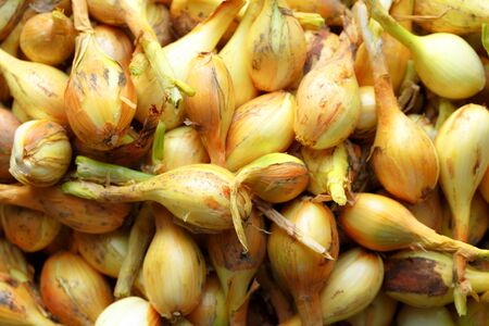 Basket of fresh yellow onion in closeupの写真素材