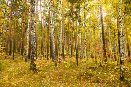 Golden autumn in pine and birch forestの写真素材