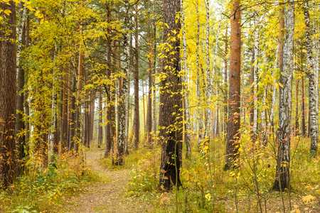 Golden autumn in pine and birch forestの写真素材