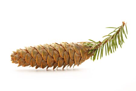 Pine cone with small fir branch on whiteの写真素材