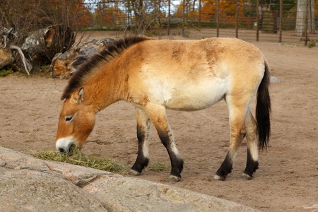 Przewalski's horse eating hey outside in closeupの写真素材