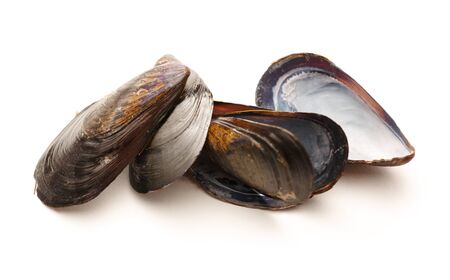 Empty sea mussels on the white backgroundの写真素材