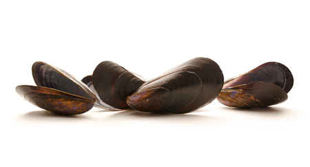 Empty sea mussels on the white backgroundの写真素材
