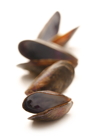 Empty sea mussels on the white backgroundの写真素材