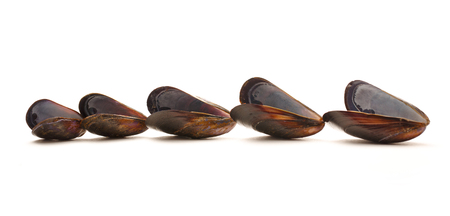 Empty sea mussels on the white backgroundの写真素材