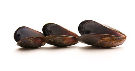 Empty sea mussels on the white backgroundの写真素材
